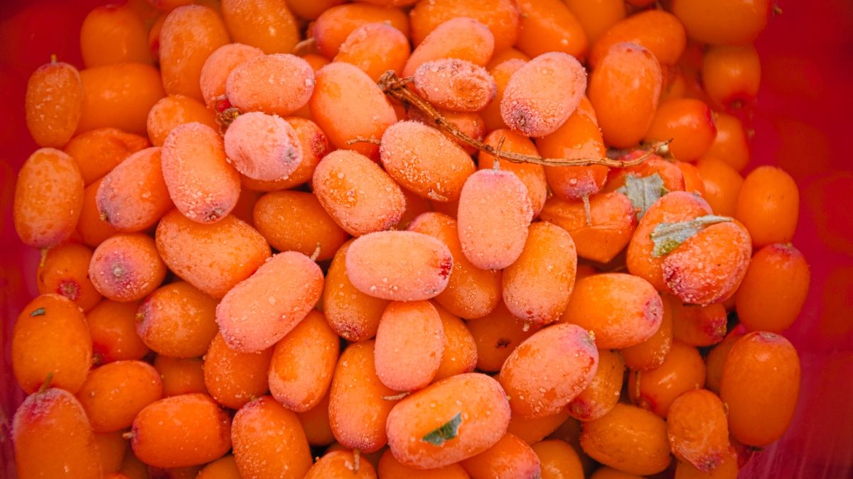 Rokitnik to moc właściwości zdrowotnych