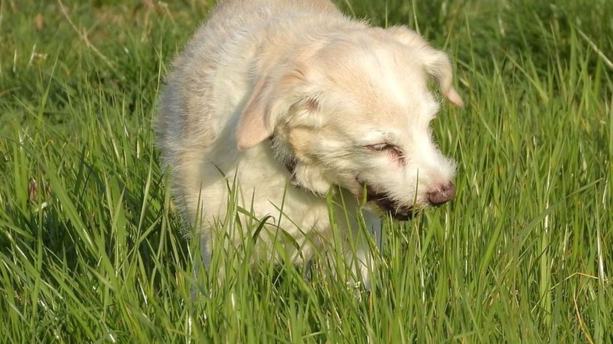 Dlaczego pies chętnie je trawę? 