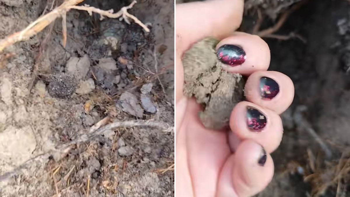 Pani Karolina wyciągnęła pieniądze spod ziemi.