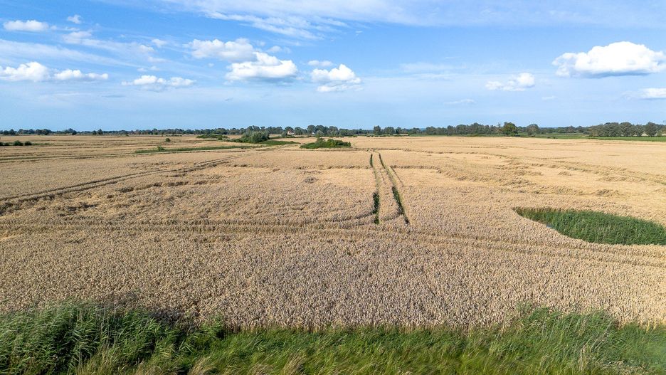 Silnie rozwinięte rolnictwo jest ważną gałęzią polskiej gospodarki