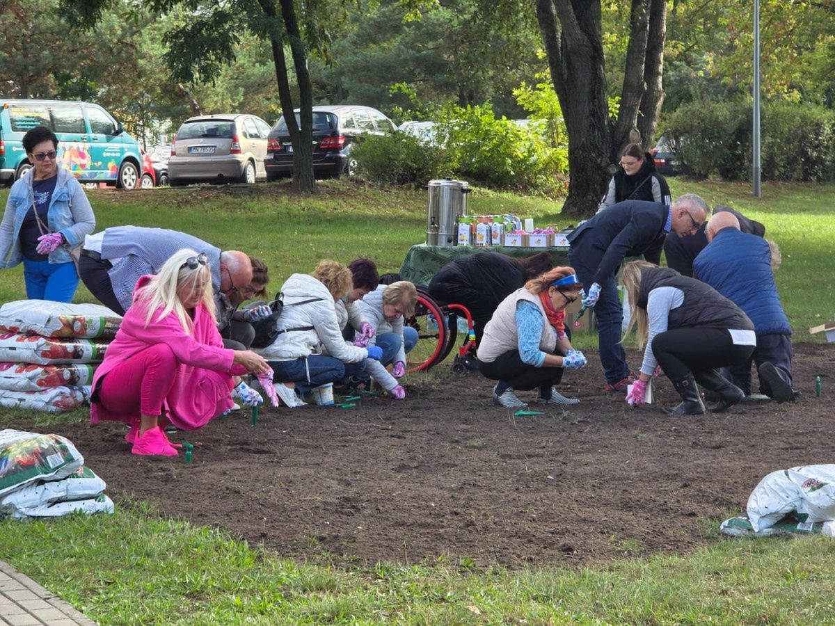 Konin: Kwiatowa wyspa na Zatorzu. Akcja sadzenia 10 tysięcy krokusów
