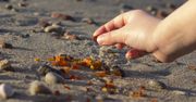 Ile kosztuje bursztyn w Polsce? W tych miejscach najlepiej go zbierać