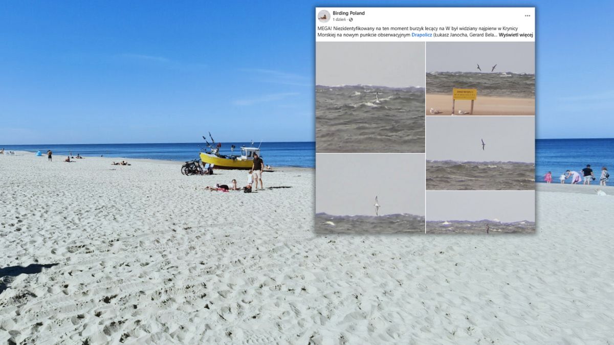 Ornitologiczna sensacja nad morzem