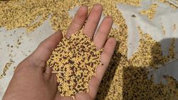 Gorczyca wspiera trawienie, rozgrzewa i chroni przed stanami zapalnymi. Warto znać jej moc