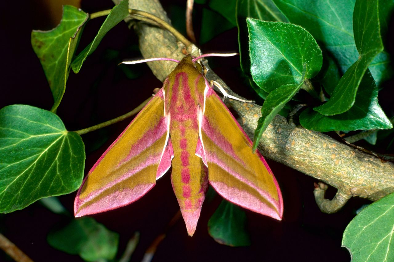 Zmrocznik gładysz - motyl