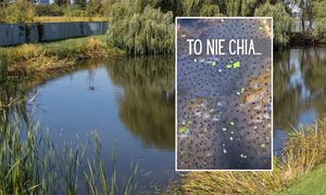 Nagrali ciekawe wodne zjawisko. Leśnicy wyjaśniają: "To nie chia..."