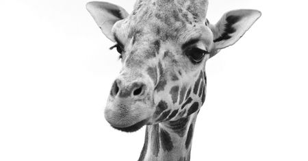 Żałoba w gdańskim zoo. Nie żyje żyrafa Aki