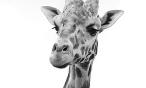 Żałoba w gdańskim zoo. Nie żyje żyrafa Aki