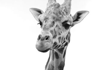 Żałoba w gdańskim zoo. Nie żyje żyrafa Aki