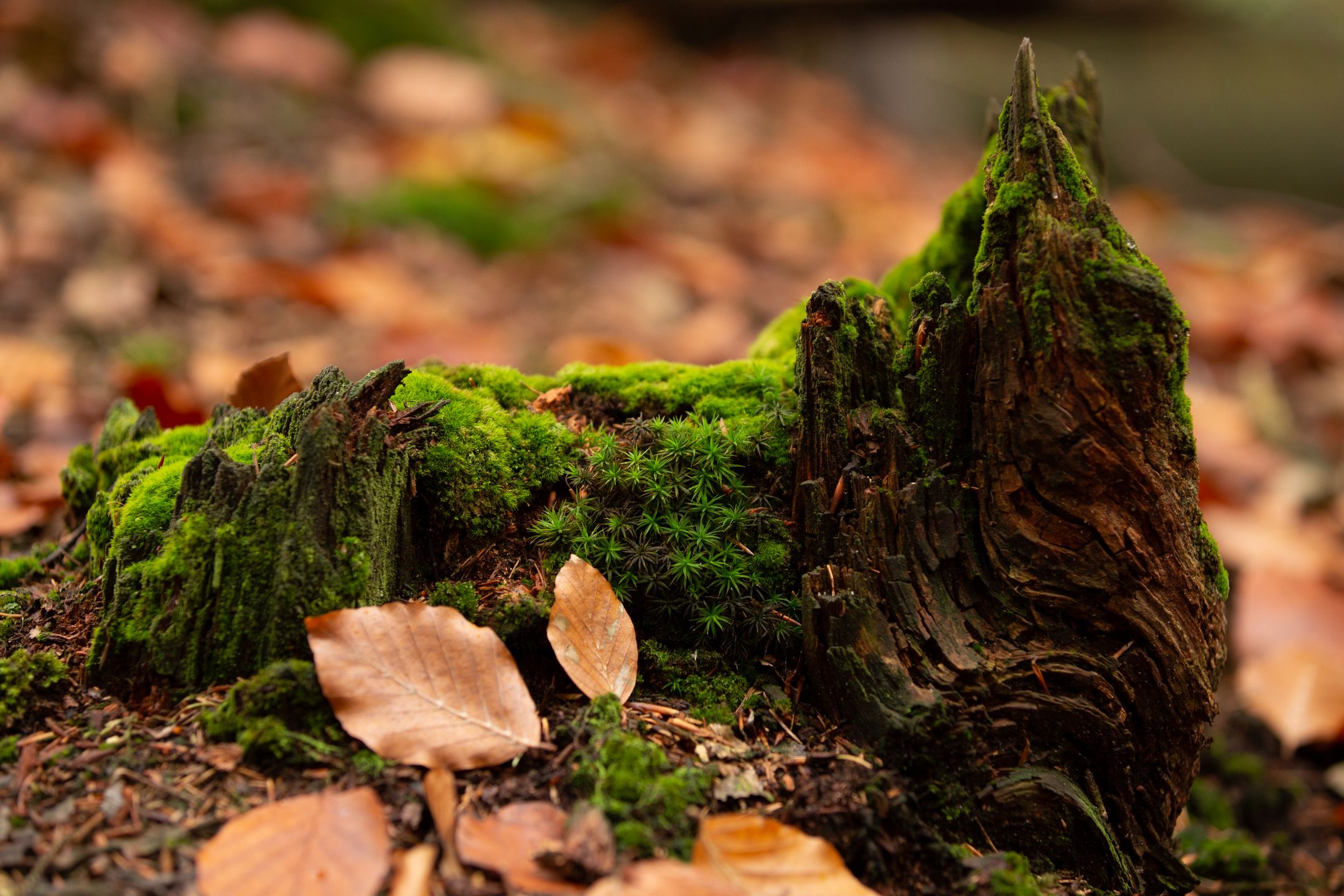 Canon EF 70-200 mm f/2.8L IS III USM - odświeżona wersja świetnego obiektywu [test] 15