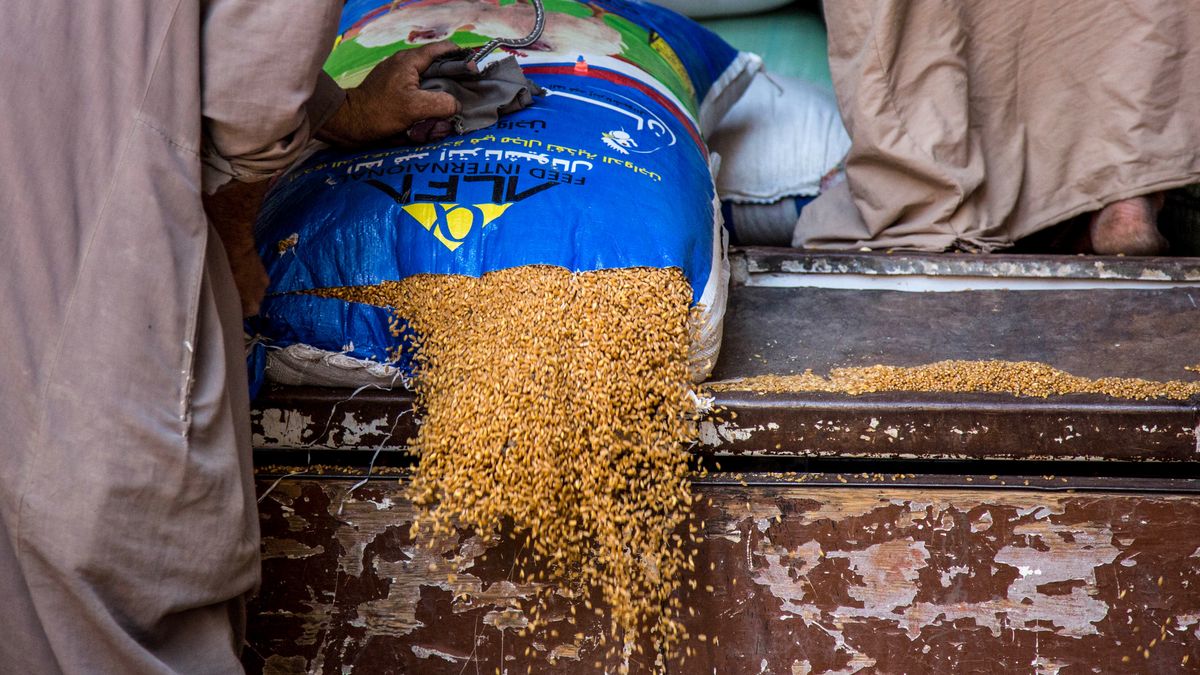 Rosja korzysta na kryzysie żywnościowym na świecie