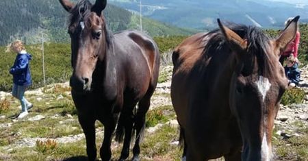 Konie na Śnieżce. Turyści mocno się zdziwili