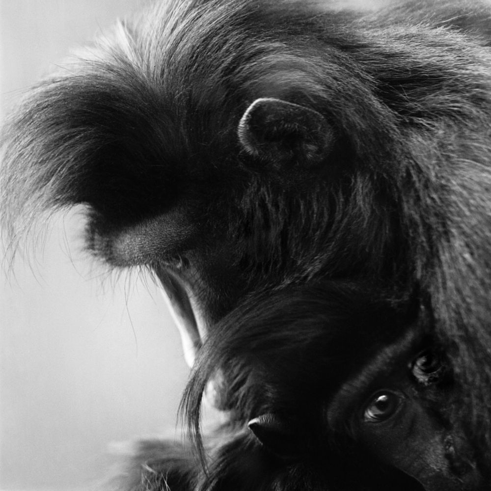 Bardziej ludzkie od ludzi. Wyjątkowe portrety zwierząt autorstwa Jacka Kusza [wywiad] 5