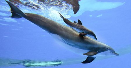 Smutne wieści z USA. Mały delfin zmarł po kilku dniach
