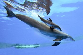 Smutne wieści z USA. Mały delfin zmarł po kilku dniach