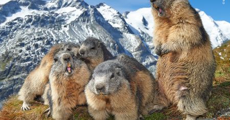 Finaliści nagrody publiczności w konkursie Wildlife Photographer of the Year 2019