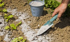 Wsyp garść do ziemi. Darmowy wzmacniacz lepszy niż nawóz ze sklepu