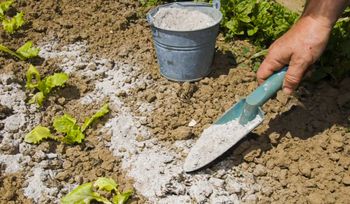 Wsyp garść do ziemi. Darmowy wzmacniacz lepszy niż nawóz ze sklepu