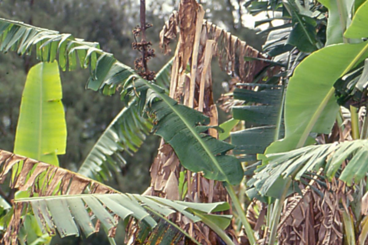 Banany zaatakowane chorobą panamską