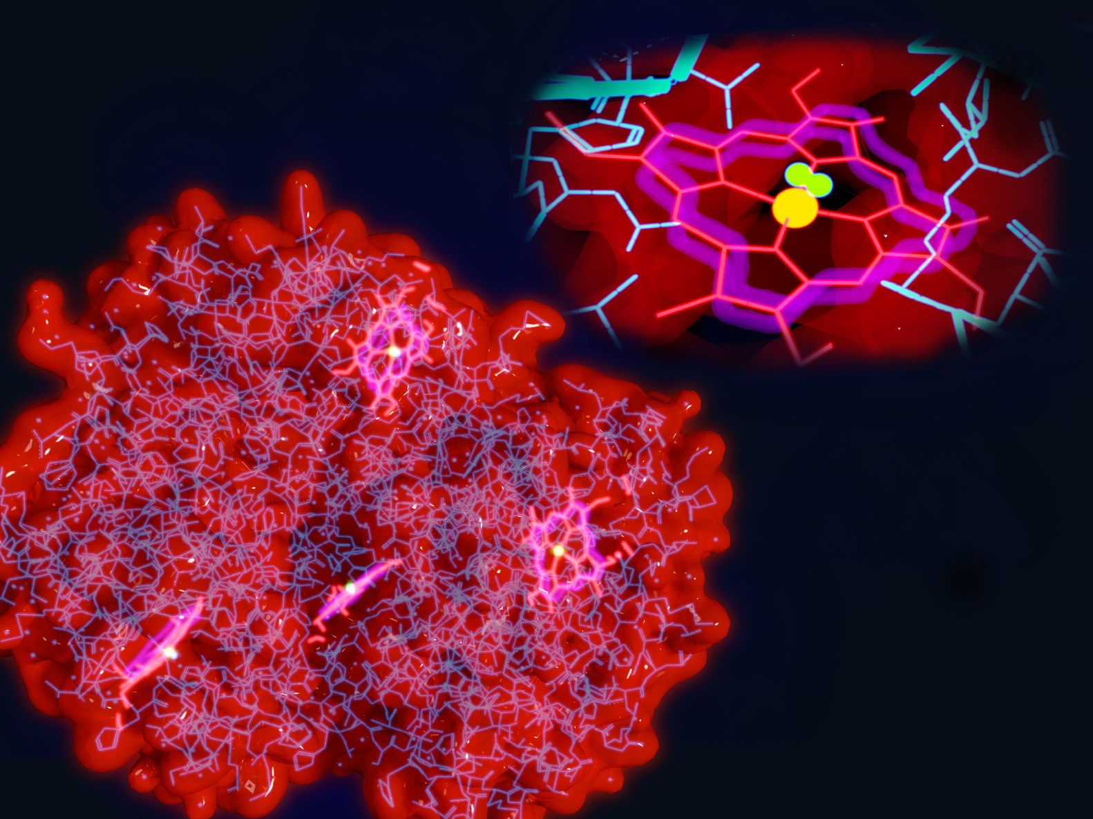 Hemoglobina transportuje tlen do tkanek
