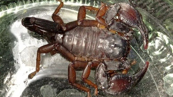 Skorpion znaleziony w domu warszawskiej rodziny (Fot. Straż Miejska w Warszawie)