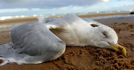 Niepokojące odkrycie na plaży w Sopocie. Mieszkańcy przerażeni