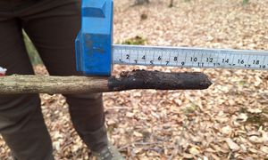 Spadła koło leśnika. "Wbiła się jak dzida". Zdjęcie ku przestrodze