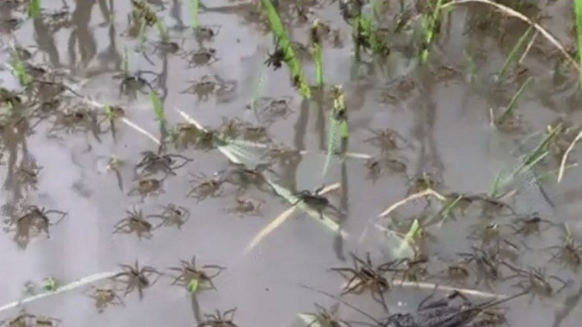 Mieszkańcy Australii walczą z inwazją pająków