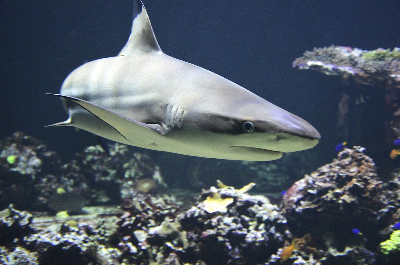 Sharks under the influence of cocaine. Scientists from Brazil investigated the matter.