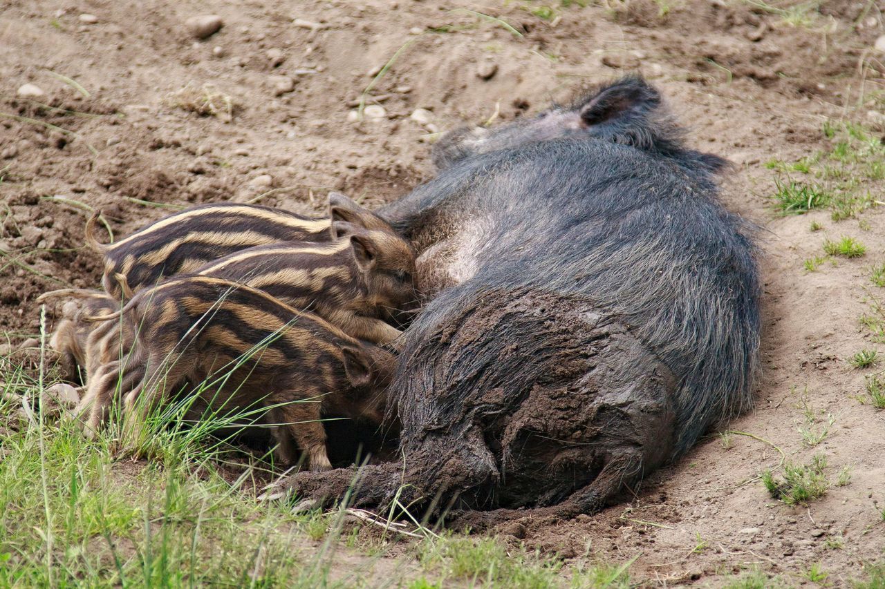 Leśne dzieci potrzebują spokoju, nie ratunku. Czerwiec to ich czas