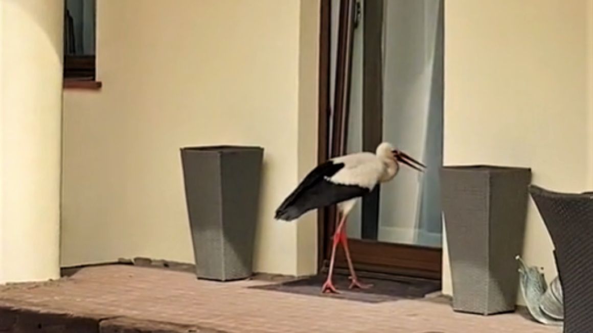 Bocian regularnie odwiedza pewien dom na Mazurach