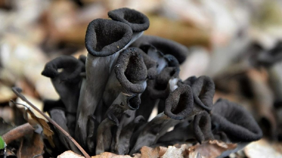 Pokazali te grzyby. "Do wzbogacenia pierogowego farszu".