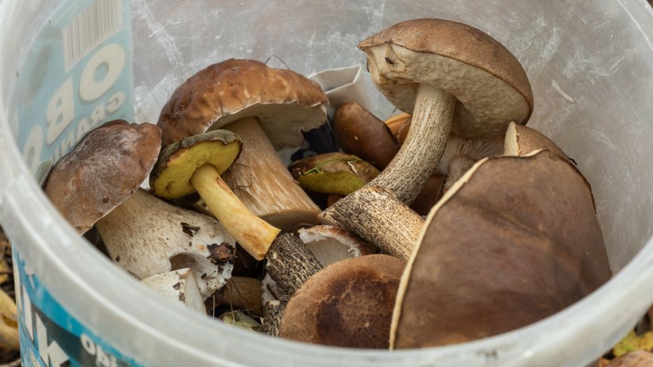 Sezon grzybobrania rozpoczął się na dobre