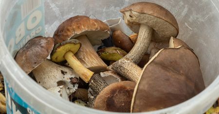 Najlepszy termin na grzyby. Łatwo obliczyć, kiedy wyrosną