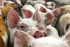 Podrzucony wirus ASF. To mógł być sabotaż