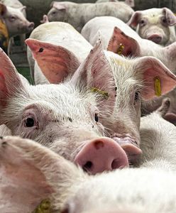 Podrzucony wirus ASF. To mógł być sabotaż