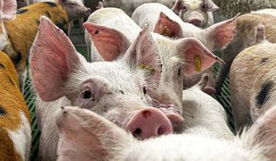 Podrzucony wirus ASF. To mógł być sabotaż