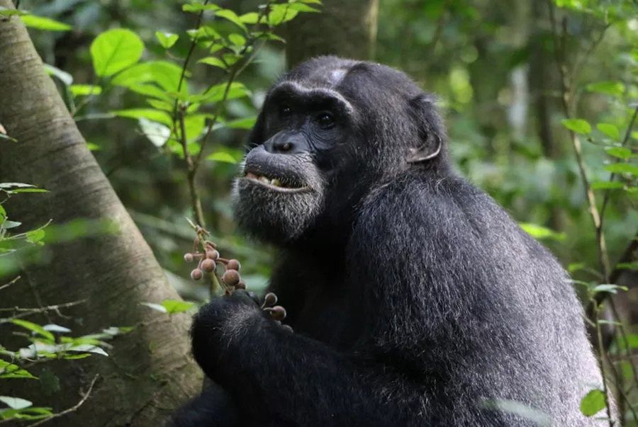 Szympansy celowo poszukują roślin o właściwościach leczniczych