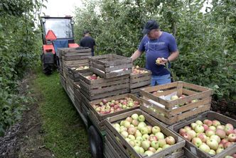 "Jabłka gotują się od środka". Sadownicy bezradni