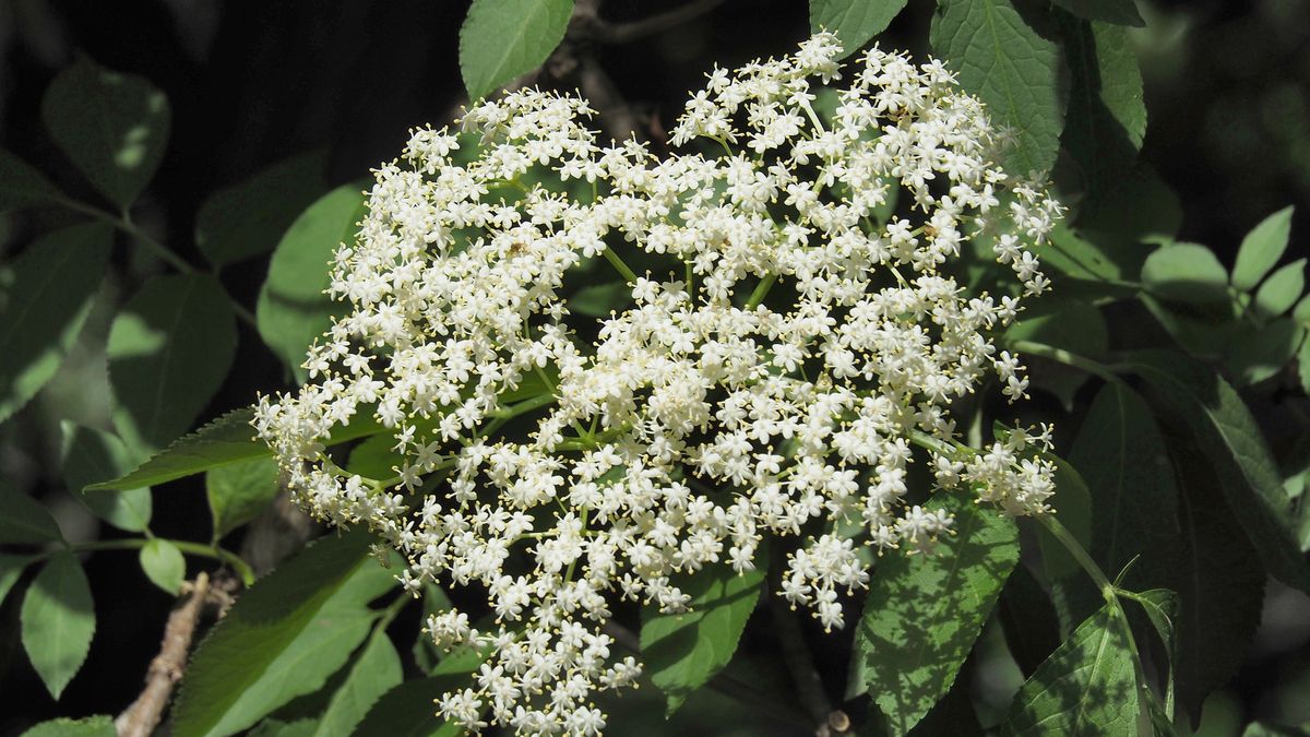 Na co pomaga czarny bez?