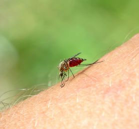 Lato z komarami, swędzące lato