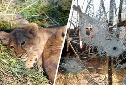 Bestialski mord zwierząt pod Charkowem. "Kazałam krewnym z Moskwy więcej nie dzwonić"