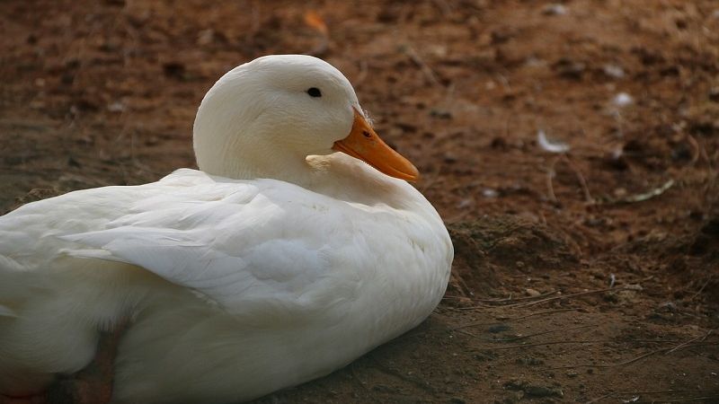 biała kaczka ptasia grypa