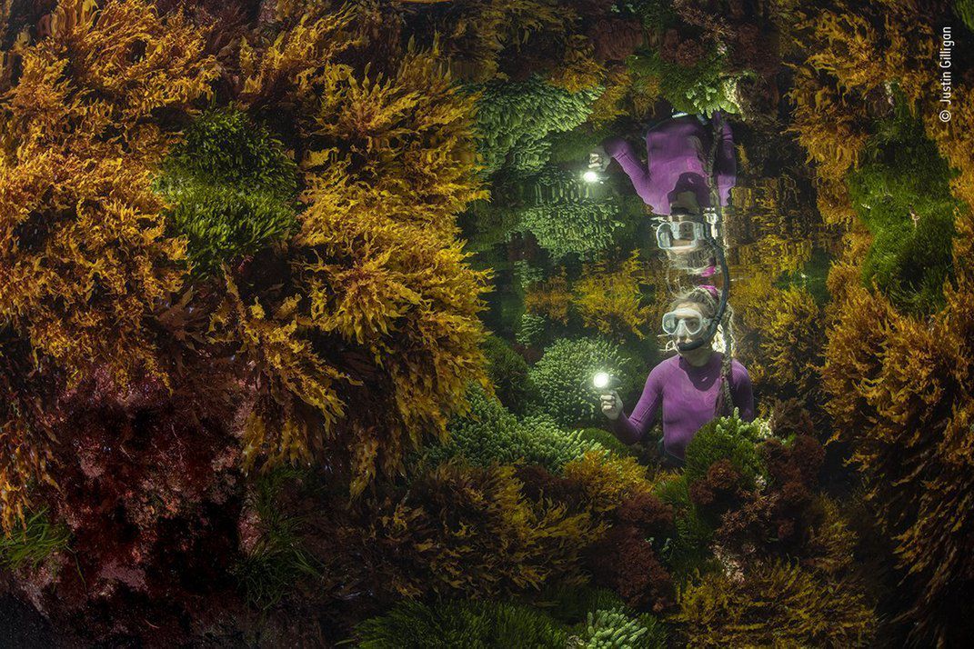 Wildlife Photographer of the Year 2021. Oto zwycięskie zdjęcia 7
