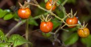 Przywracają cechy sprzed milionów lat. Niezwykłe "zachowanie" pomidorów