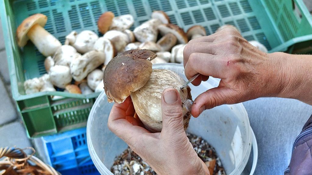 Penny bun picking as a way to make money in poor areas of Poland
Dabrowa, Poland 28th, August 2014 Woman picking Penny bun mushrooms in the Bory Tucholskie forest. Picking mushrooms and selling them, is a popular way to make some money in poor areas of Poland where unemployment reaches 30%. (Photo by Michal Fludra/NurPhoto) (Photo by NurPhoto/Corbis via Getty Images)
NurPhoto
penny bun boletus:CB2, forest:CB2, las:CB2, porcini mushroom:CB2, picking mushrooms:CB2, bory tucholskie:CB2, grzyb:CB2, grzyby:CB2, prawdziwek:CB2, prawdziwki:CB2, borowik:CB2, boletus edulis bull:CB2, penny bun:CB2, porcino:CB2, w lesie:CB2, grzybiarz w lesie:CB2, grzybiarka:CB2, obieranie grzybow:CB2, borowiki:CB2, bory tucholskie forest:CB2