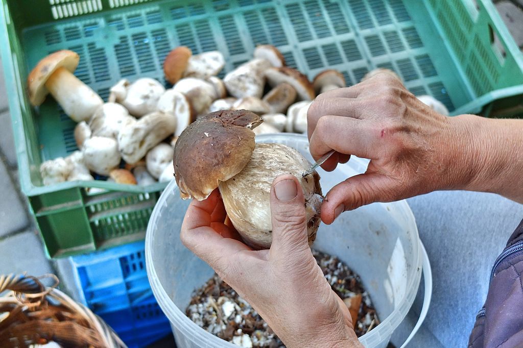 Penny bun picking as a way to make money in poor areas of Poland
Dabrowa, Poland 28th, August 2014 Woman picking Penny bun mushrooms in the Bory Tucholskie forest. Picking mushrooms and selling them, is a popular way to make some money in poor areas of Poland where unemployment reaches 30%. (Photo by Michal Fludra/NurPhoto) (Photo by NurPhoto/Corbis via Getty Images)
NurPhoto
penny bun boletus:CB2, forest:CB2, las:CB2, porcini mushroom:CB2, picking mushrooms:CB2, bory tucholskie:CB2, grzyb:CB2, grzyby:CB2, prawdziwek:CB2, prawdziwki:CB2, borowik:CB2, boletus edulis bull:CB2, penny bun:CB2, porcino:CB2, w lesie:CB2, grzybiarz w lesie:CB2, grzybiarka:CB2, obieranie grzybow:CB2, borowiki:CB2, bory tucholskie forest:CB2