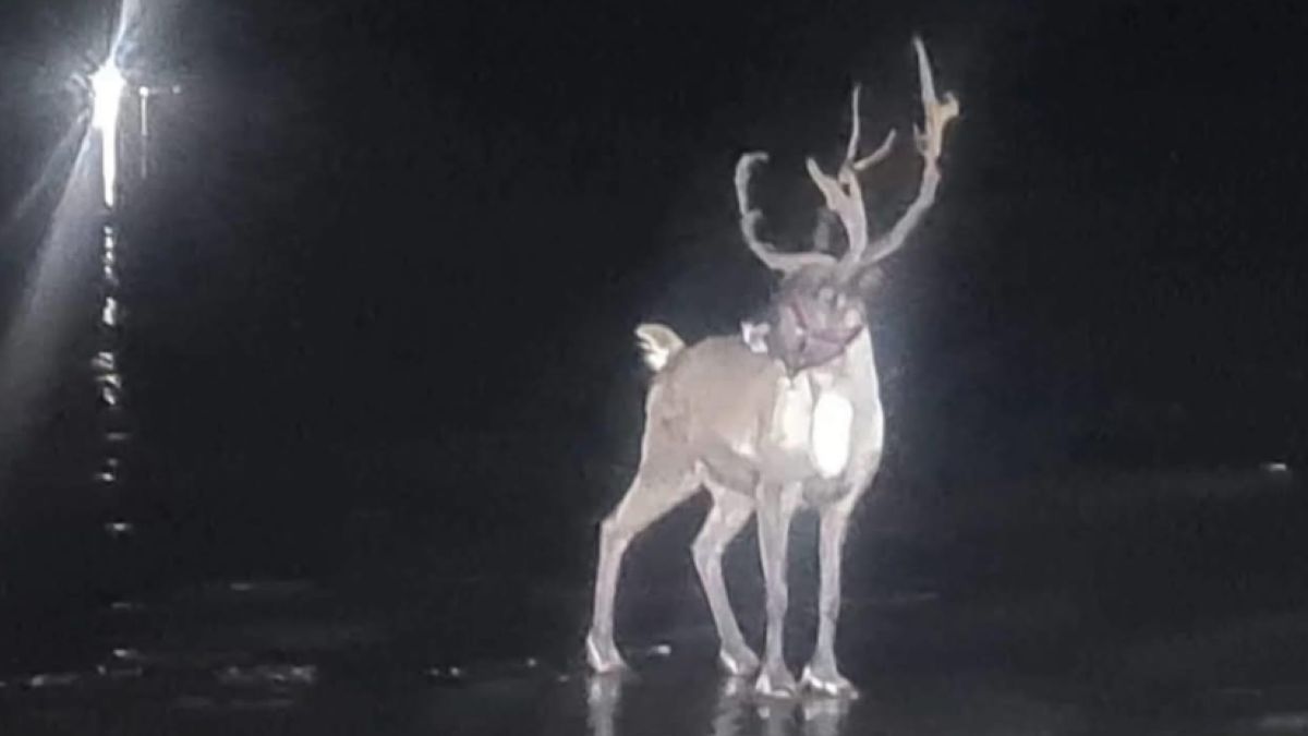 Spektakularna ucieczka renifera