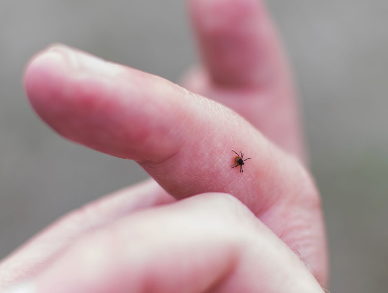 Pij regularnie. Kleszcze nienawidzą tego zapachu