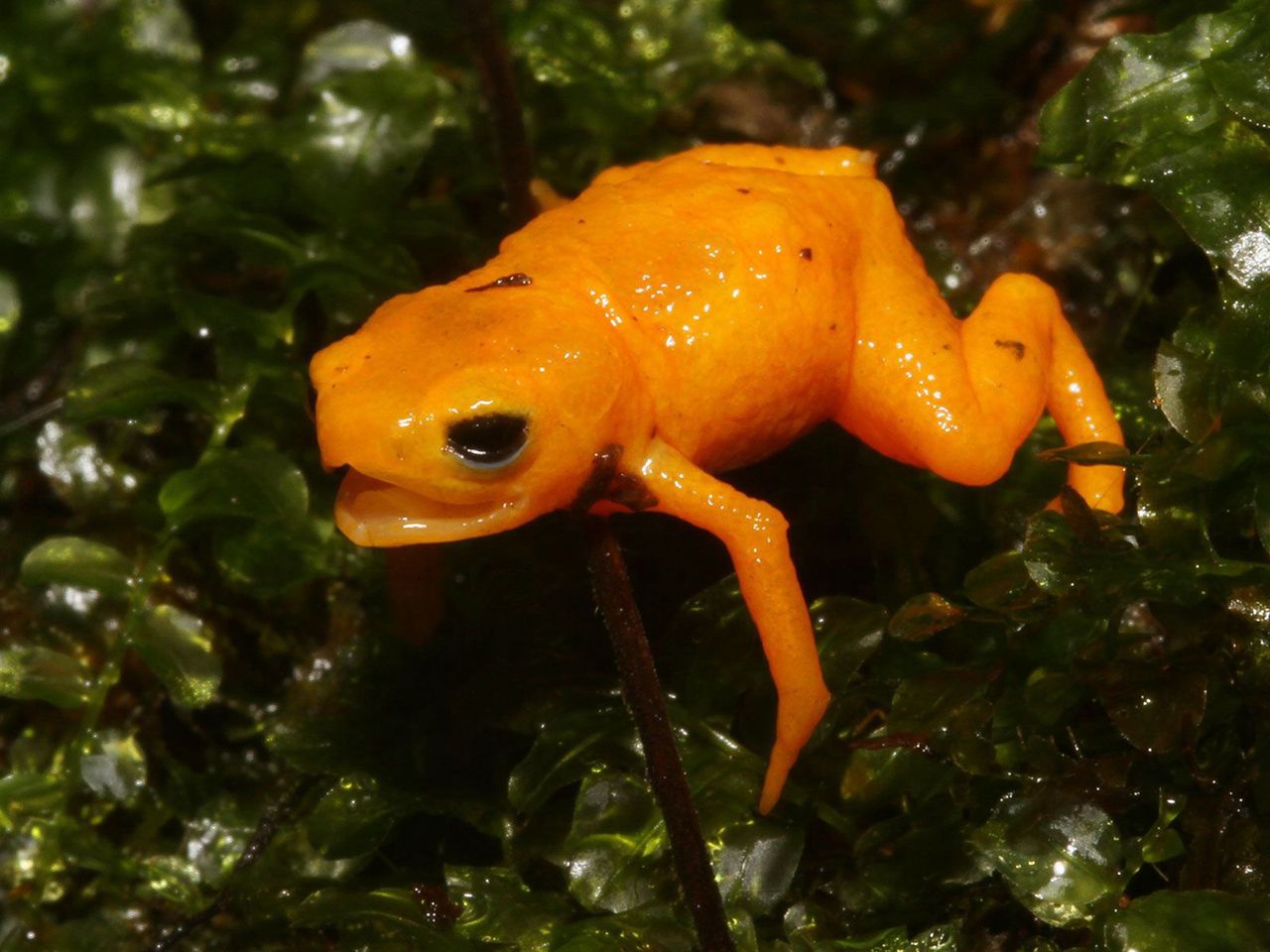 Naukowcy nie wierzyli własnym oczom. Kości tej żaby świecą - Brachycephalus rotenbergae - trująca żaba z brazylijskich lasów